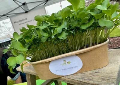 Vine & Thyme Microgreens